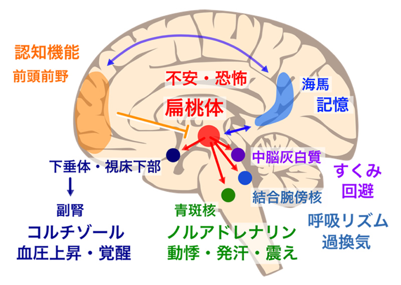 不安のために酸っぱいキャンディーを使用するリスク